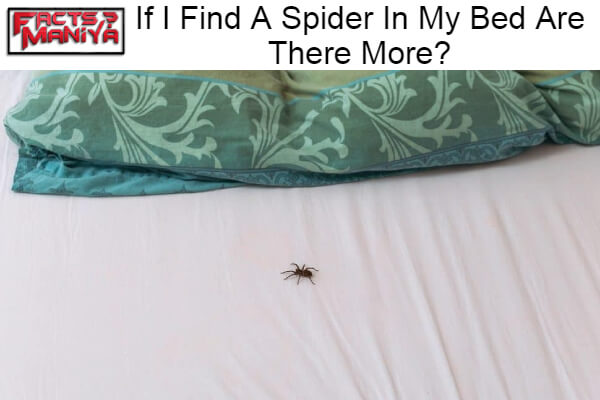 Find A Spider In My Bed Are There More